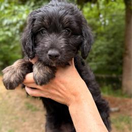 Salsa - Black phantom female Aussiedoodle puppy in Mulino, Oregon from Korbella Farm