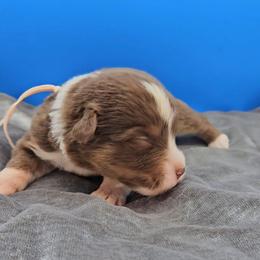 PinkM Collar RTM - Red tri-color male Miniature American Shepherd puppy in Lexington, Kentucky from Deuce's Den