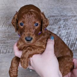 Hazel - Red  female Poodle puppy in Abilene, Texas from Mesquite Kennels