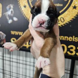 Girl 1 - Fawn female Boxer puppy in Piedmont, South Carolina from SmashBox Kennel