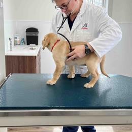 Labrador Retriever Puppies from Branley's Riverside Labradors