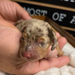 Beans - Dapple male Dachshund puppy in Upland, California from The Puppy Cottage