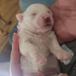 Bichon Frise Puppies from Waterloo Bichons AKC