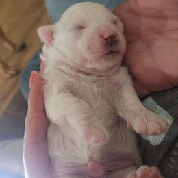 Bichon Frise Puppies from Waterloo Bichons AKC
