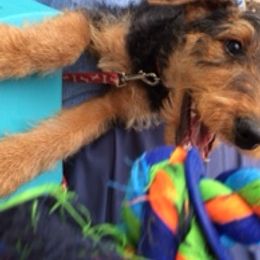 Airedale Terrier Puppies from Lynaire Kennels