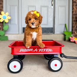 Clove - Red  female Goldendoodle puppy in West Haven, Utah from Split Mountain Doodles