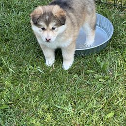 Pomsky Puppies from Lake in the hills Pomskies