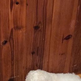 Poodle Puppies from Trisha's Poodles