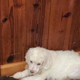 Poodle Puppies from Trisha's Poodles