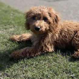 Goldendoodles from Wendy's Goldendoodles