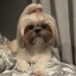 Isa - Shih Tzu