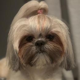 Isa - Shih Tzu