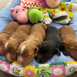 Rex - Red male Australian Labradoodle puppy in Orange, California from Little Kingdom Doodles