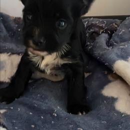 Boy 2 - Black and tan male Yorkshire Terrier puppy in White Pigeon, Michigan from Kathys Yorkie and Shih-tzu Cuties