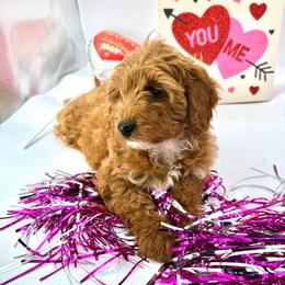 Hazel - Apricot female Aussiedoodle puppy in Deer Park, Washington from Doodle Paw Ranch