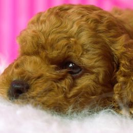 Cavapoo Puppies from Paisley Cavapoos