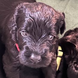 Red collar - Black female Giant Schnauzer puppy in Atoka, Oklahoma from Hannah's Haus & Farm