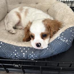 Peter - Blenheim male Cavalier King Charles Spaniel puppy in Channahon, Illinois from Marvelous Cavalier King Charles Spaniels