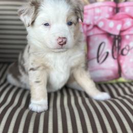 TAWNY - Red merle female Miniature Australian Shepherd puppy in Shipshewana, Indiana from Shelli's Puppies