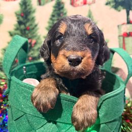 Yellow - female Golden Mountain Doodle puppy in Redding, California from O’Hara  Doodles