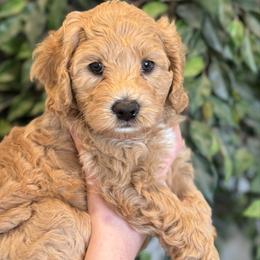 Australian Labradoodle puppies from Grand Peaks Labradoodles