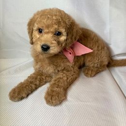 Goldendoodle Puppies from OnlyGoldendoodles