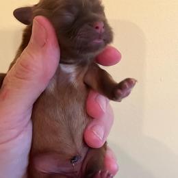 Shih Tzu - Red female Shih Tzu puppy in Clifton Springs, New York from Whispering Winds Charmed Hollow
