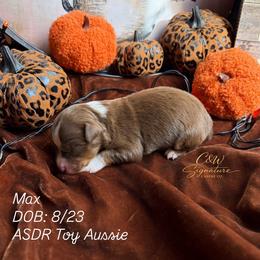 Max - Red tri male Toy Australian Shepherd puppy in Kenedy, Texas from C&W Signature Canine Co.