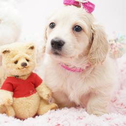 Winnie - Cream female Dachshund puppy in Big Rapids, Michigan from 30 Acre Woods Dachshunds