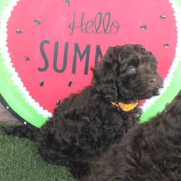 Orange collar Zulu - Chocolate male Australian Labradoodle puppy in Provo, Utah from EllsWORTH Labradoodles LLC