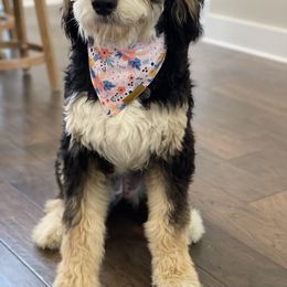Kaiya - Bernedoodle