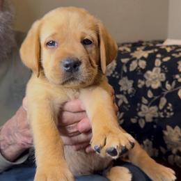 Red collar 3rd pick boy - Yellow male Labrador Retriever puppy in Littlefield, Arizona from Susan Burkey