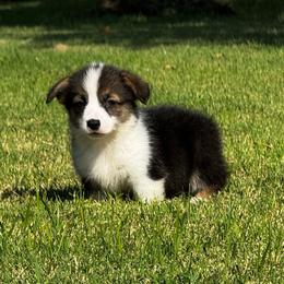 Tri Female - Black and tan female Pembroke Welsh Corgi puppy in Stephenville, Texas from Rising JM Pembrokes