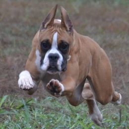 Pineapple 🍍 - Boxer