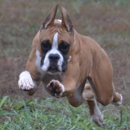 Pineapple 🍍 - Boxer