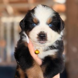Prim ASDR - Red tri female Miniature Australian Shepherd puppy in Polk City, Florida from Skaky Shepherds