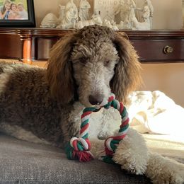 Goldendoodle All Grown Up from Doodles of Stonington