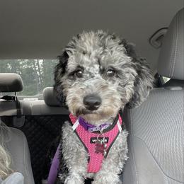 Luna - Goldendoodle