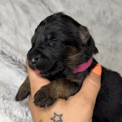Rose Collar girl - Black and red female German Shepherd puppy in Louisville, Kentucky from Haus of Beautiful Chaos German Shepherds