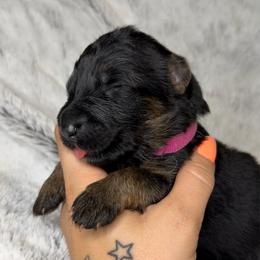 Rose Collar girl - Black and red female German Shepherd puppy in Louisville, Kentucky from Haus of Beautiful Chaos German Shepherds