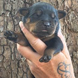 Red collar - Black and mahogany male Rottweiler puppy in Industry, Illinois from KDKs Kennels