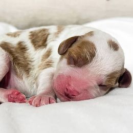 Girl 1 - female Cavapoo puppy in Peoria, Arizona from Cactus Doods