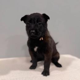 Coral - Black sable female Belgian Malinois puppy in Muskegon, Michigan from Red Acres Working Line K9s