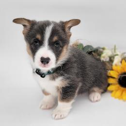 German Shepherd and Pembroke Welsh Corgi Puppies from J&R Shepherds & Corgis