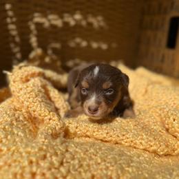 Jasper - Red tri male Miniature Australian Shepherd puppy in Ellendale, North Dakota from Ark Acres Kennels