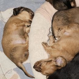 Dachshunds from Duke's Mini Dachshunds