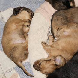 Dachshunds from Duke's Mini Dachshunds