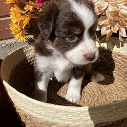 Tonks - Red tri-color female Miniature American Shepherd puppy in Troy, Ohio from Wiggle Wags Miniature American Shepherds