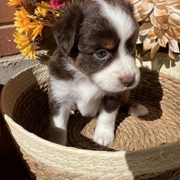 Tonks - Red tri-color female Miniature American Shepherd puppy in Troy, Ohio from Wiggle Wags Miniature American Shepherds
