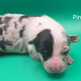 Pink - Blue merle female Border Collie puppy in Itasca, Texas from KMA Ranch
